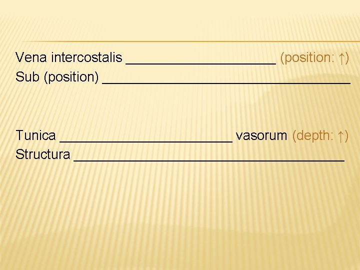 Vena intercostalis __________ (position: ↑) Sub (position) _________________ Tunica ____________ vasorum (depth: ↑) Structura