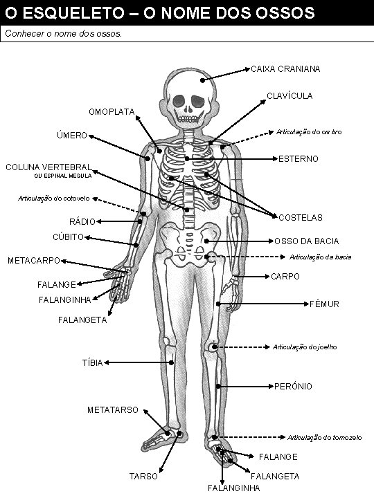 O ESQUELETO – O NOME DOS OSSOS Conhecer o nome dos ossos. CAIXA CRANIANA