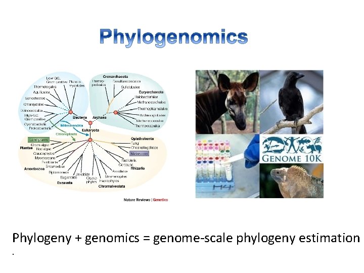 Phylogeny + genomics = genome-scale phylogeny estimation. 
