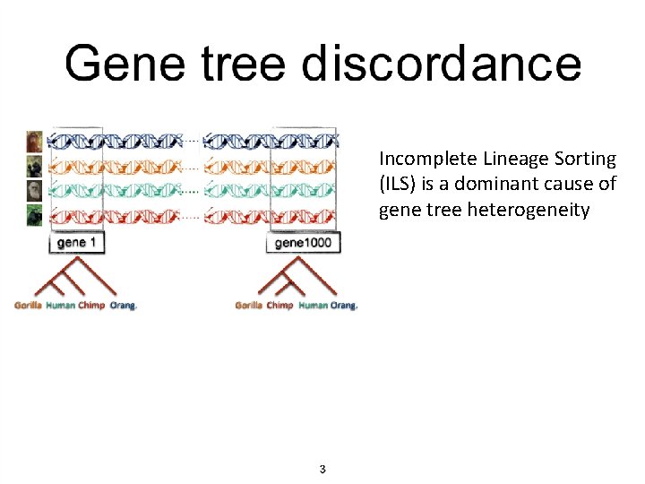 Incomplete Lineage Sorting (ILS) is a dominant cause of gene tree heterogeneity 