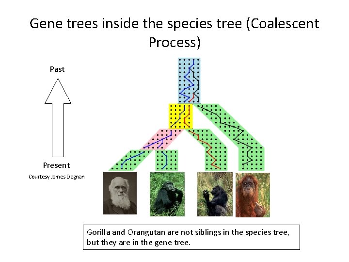 Gene trees inside the species tree (Coalescent Process) Past Present Courtesy James Degnan Gorilla