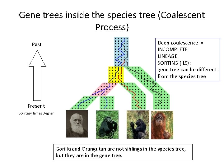 Gene trees inside the species tree (Coalescent Process) Past Deep coalescence = INCOMPLETE LINEAGE
