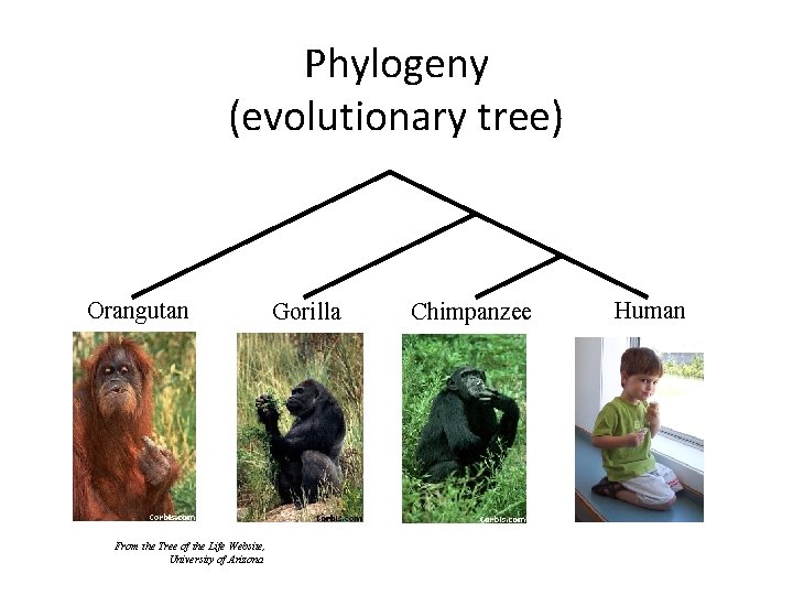 Phylogeny (evolutionary tree) Orangutan From the Tree of the Life Website, University of Arizona