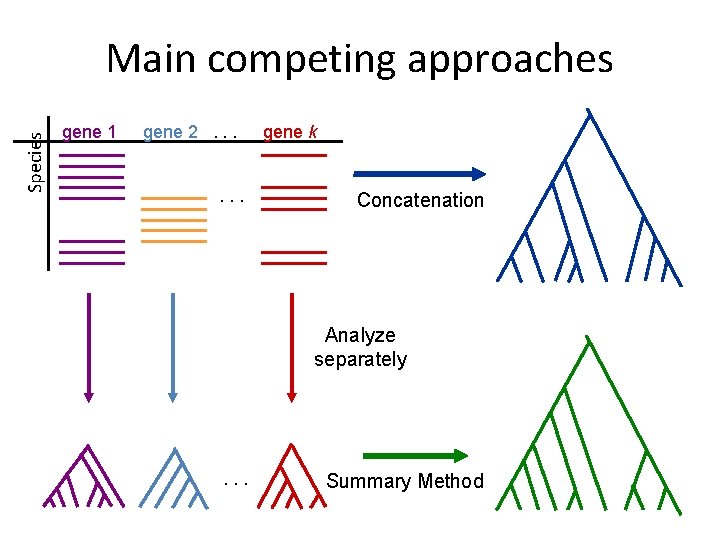 Species Main competing approaches gene 1 gene 2. . . gene k Concatenation Analyze