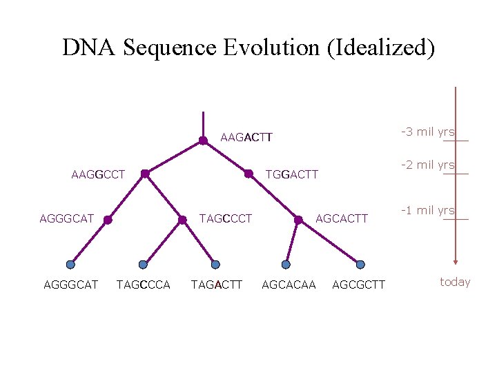 DNA Sequence Evolution (Idealized) -3 mil yrs AAGACTT AAGGCCT AGGGCAT TAGCCCA -2 mil yrs