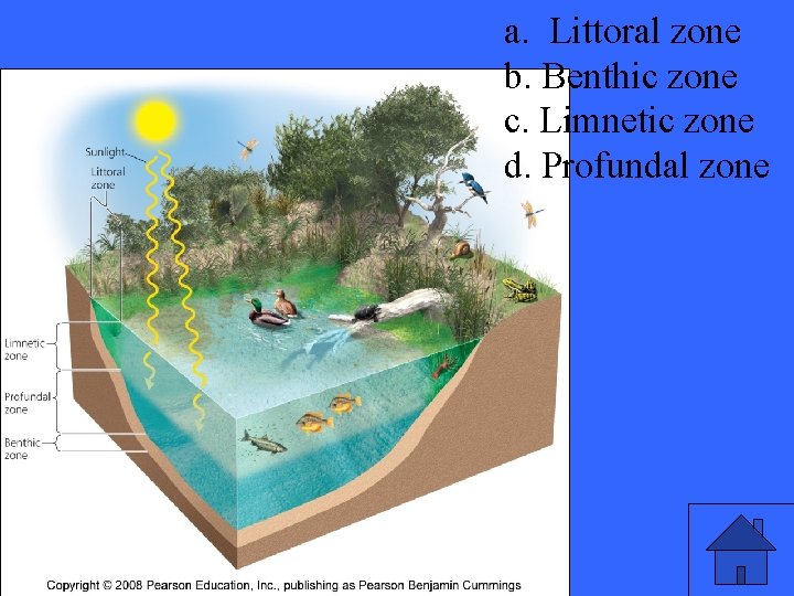 a. Littoral zone b. Benthic zone c. Limnetic zone d. Profundal zone 