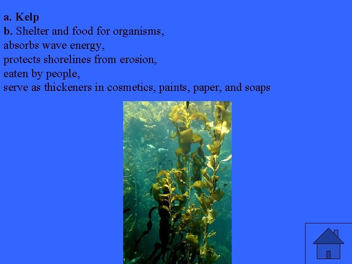 a. Kelp b. Shelter and food for organisms, absorbs wave energy, protects shorelines from