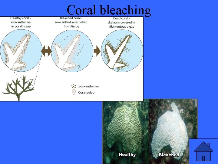 Coral bleaching 