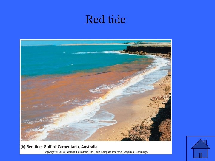 Red tide 