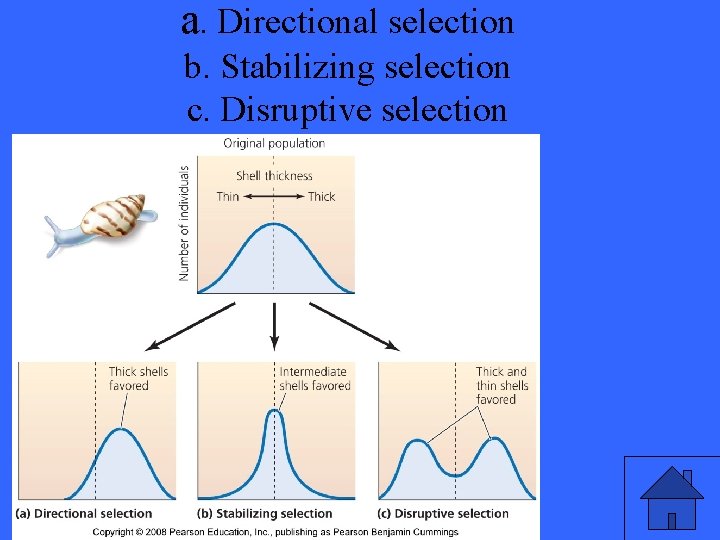 a. Directional selection b. Stabilizing selection c. Disruptive selection 