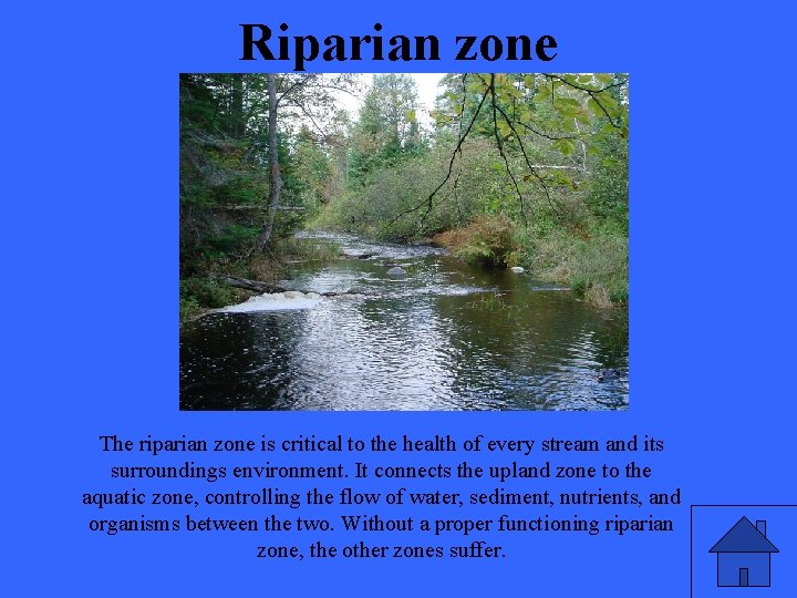 Riparian zone The riparian zone is critical to the health of every stream and