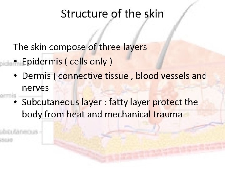 Structure of the skin The skin compose of three layers • Epidermis ( cells