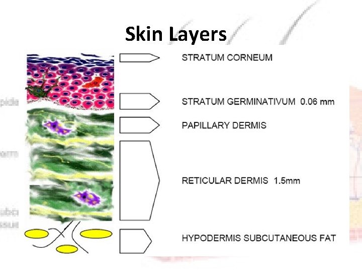 Skin Layers 