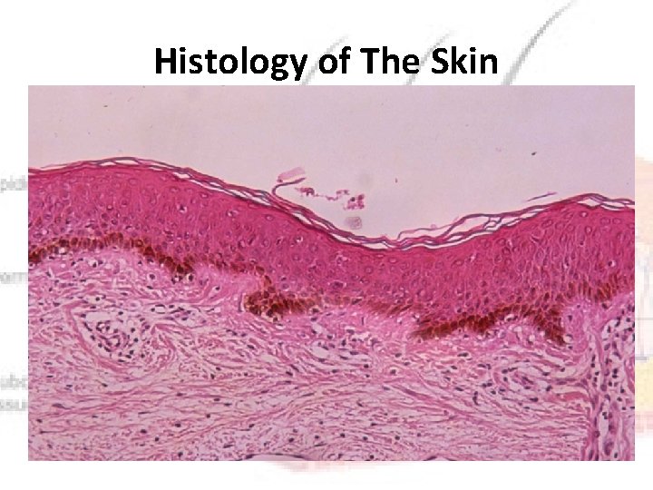 Histology of The Skin 