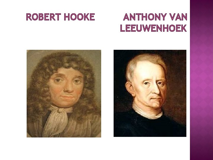 ROBERT HOOKE ANTHONY VAN LEEUWENHOEK 