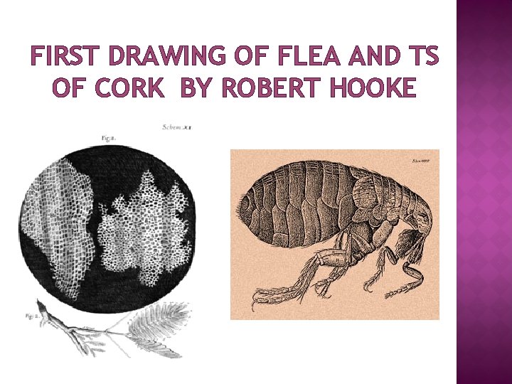 FIRST DRAWING OF FLEA AND TS OF CORK BY ROBERT HOOKE 