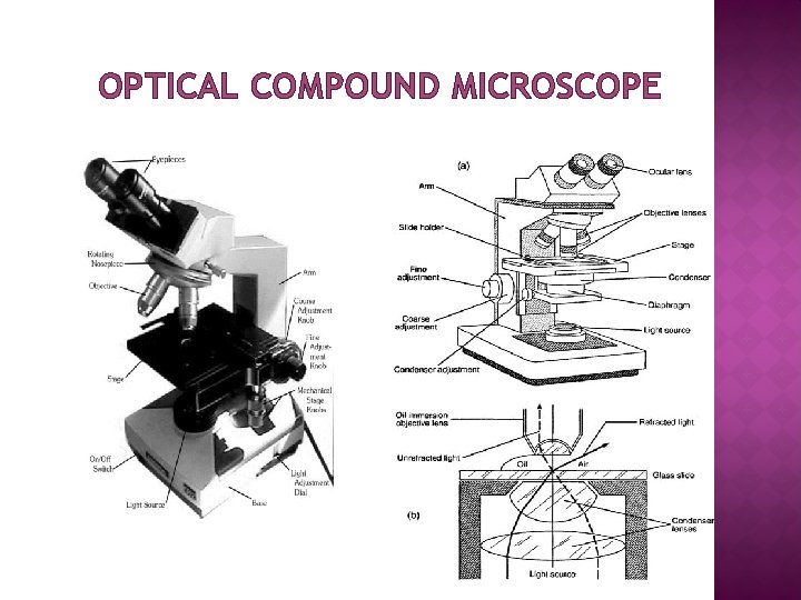 OPTICAL COMPOUND MICROSCOPE 
