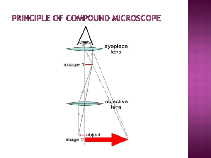 PRINCIPLE OF COMPOUND MICROSCOPE 