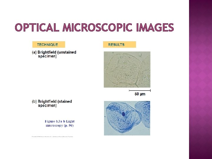 OPTICAL MICROSCOPIC IMAGES 