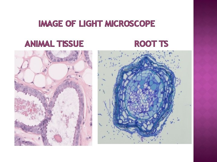 IMAGE OF LIGHT MICROSCOPE ANIMAL TISSUE ROOT TS 