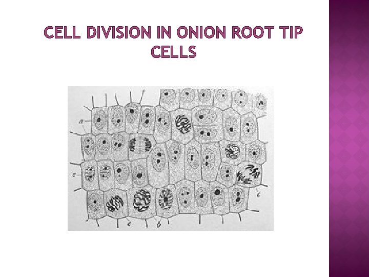 CELL DIVISION IN ONION ROOT TIP CELLS 