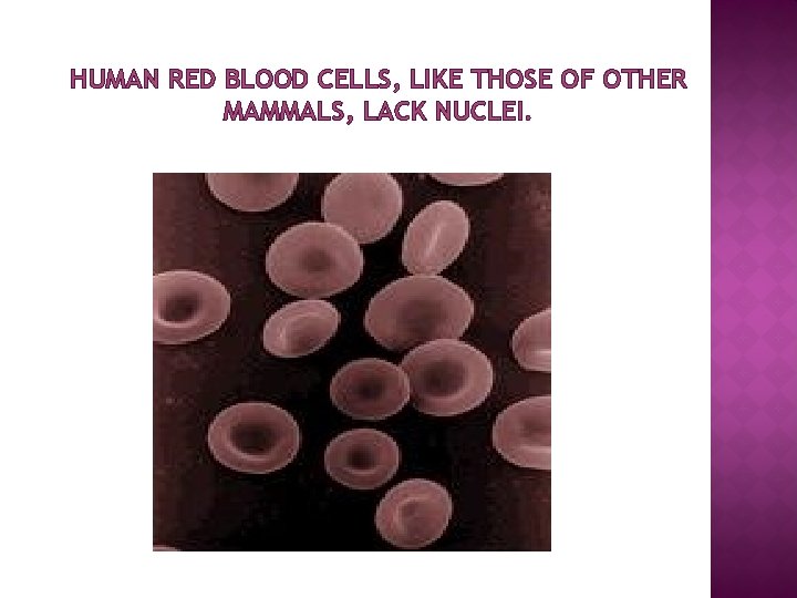 HUMAN RED BLOOD CELLS, LIKE THOSE OF OTHER MAMMALS, LACK NUCLEI. 