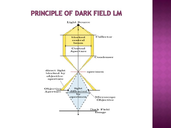 PRINCIPLE OF DARK FIELD LM 