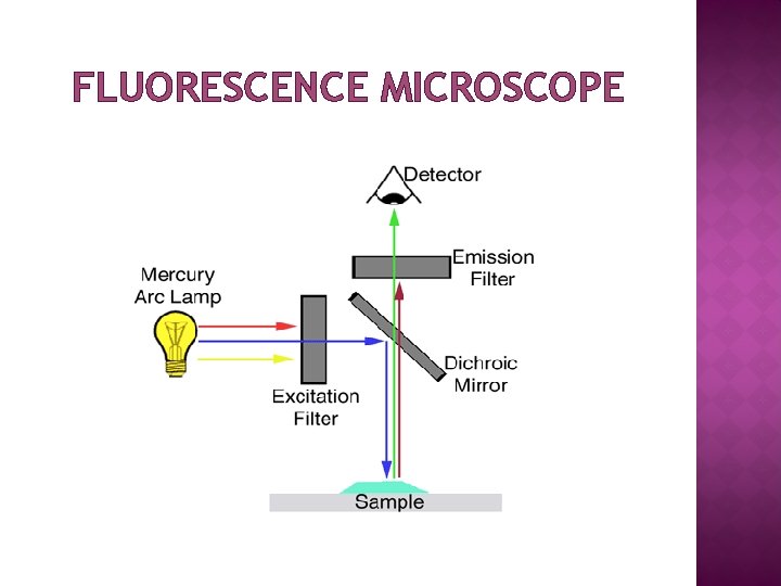 FLUORESCENCE MICROSCOPE 