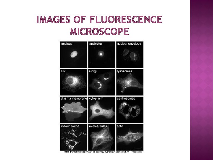 IMAGES OF FLUORESCENCE MICROSCOPE 