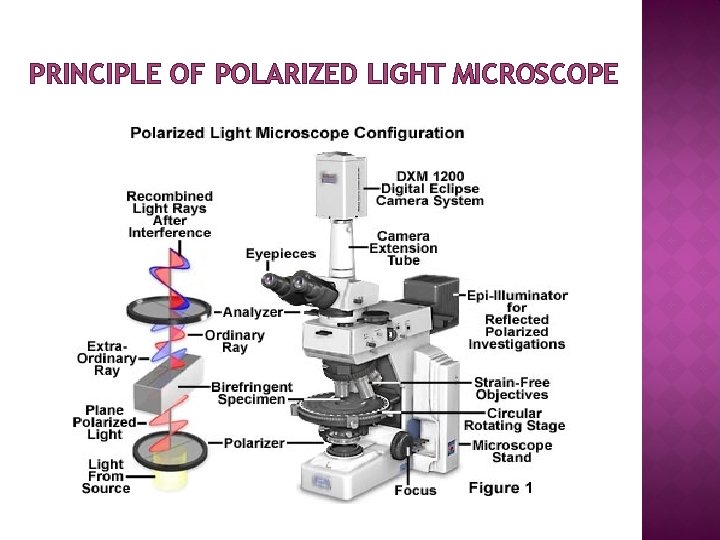 PRINCIPLE OF POLARIZED LIGHT MICROSCOPE 