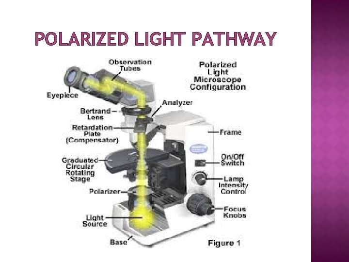 POLARIZED LIGHT PATHWAY 