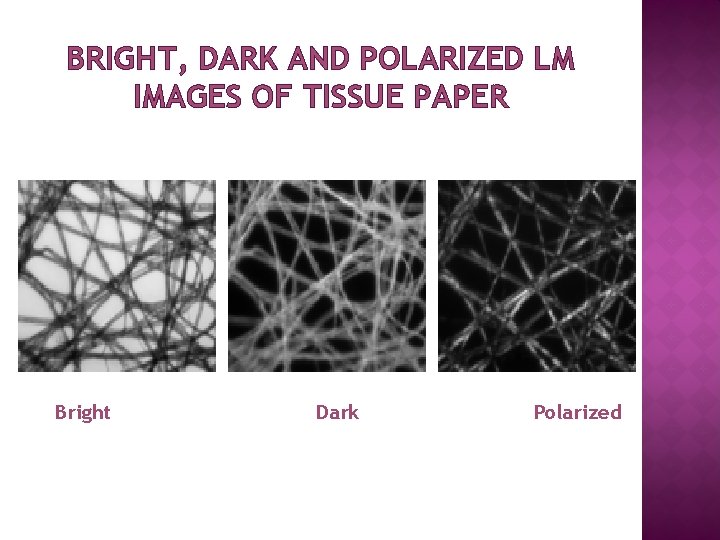 BRIGHT, DARK AND POLARIZED LM IMAGES OF TISSUE PAPER Bright Dark Polarized 