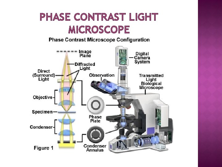 PHASE CONTRAST LIGHT MICROSCOPE 