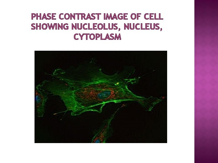 PHASE CONTRAST IMAGE OF CELL SHOWING NUCLEOLUS, NUCLEUS, CYTOPLASM 