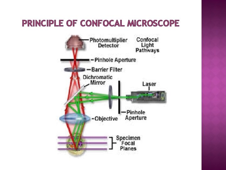 PRINCIPLE OF CONFOCAL MICROSCOPE 