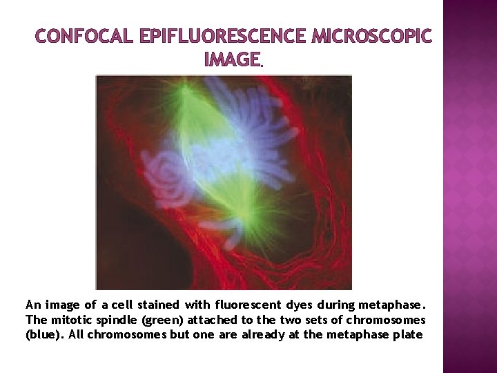 CONFOCAL EPIFLUORESCENCE MICROSCOPIC IMAGE An image of a cell stained with fluorescent dyes during