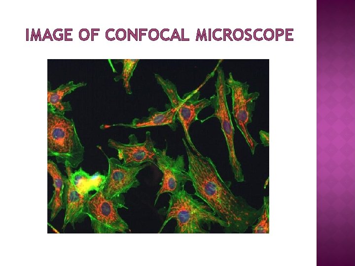 IMAGE OF CONFOCAL MICROSCOPE 