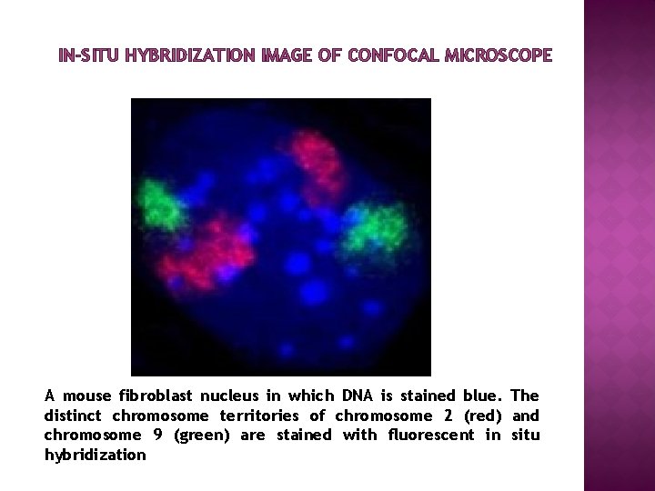 IN-SITU HYBRIDIZATION IMAGE OF CONFOCAL MICROSCOPE A mouse fibroblast nucleus in which DNA is