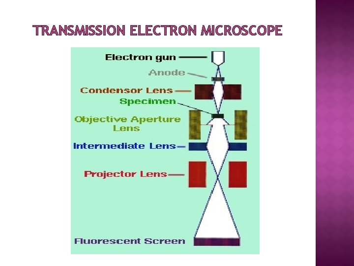 TRANSMISSION ELECTRON MICROSCOPE 