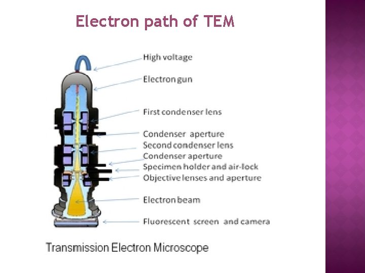 Electron path of TEM 