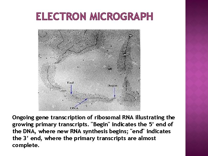 ELECTRON MICROGRAPH Ongoing gene transcription of ribosomal RNA illustrating the growing primary transcripts. "Begin"
