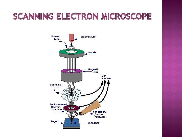 SCANNING ELECTRON MICROSCOPE 