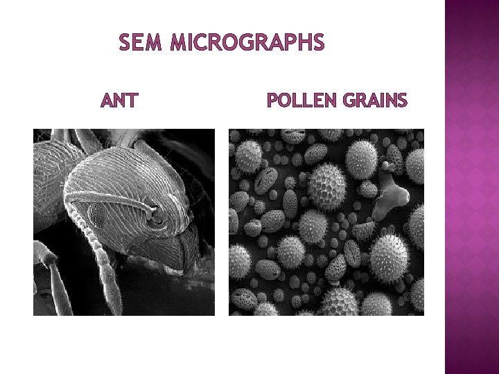 SEM MICROGRAPHS ANT POLLEN GRAINS 