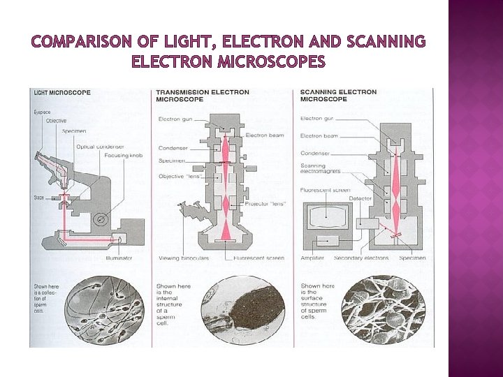 COMPARISON OF LIGHT, ELECTRON AND SCANNING ELECTRON MICROSCOPES 