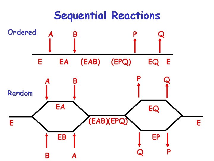 Sequential Reactions Ordered A E EA A Q P B (EAB) (EPQ) EQ P