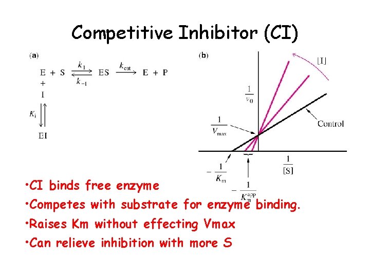 Competitive Inhibitor (CI) • CI binds free enzyme • Competes with substrate for enzyme