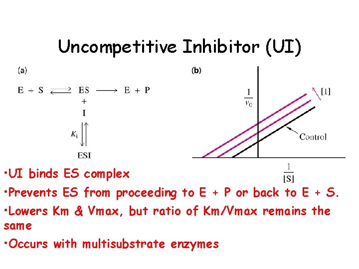 Uncompetitive Inhibitor (UI) • UI binds ES complex • Prevents ES from proceeding to