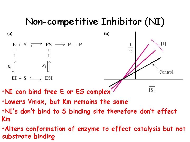 Non-competitive Inhibitor (NI) • NI can bind free E or ES complex • Lowers