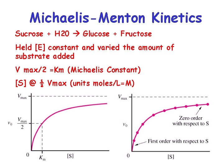 Michaelis-Menton Kinetics Sucrose + H 20 Glucose + Fructose Held [E] constant and varied