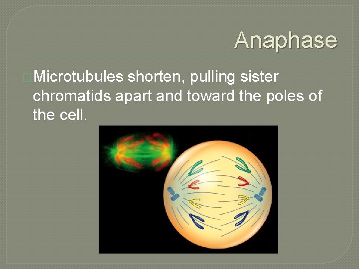 Anaphase �Microtubules shorten, pulling sister chromatids apart and toward the poles of the cell.